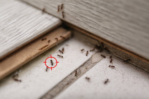 Best Wasp Removal Services  in Osgood, IN