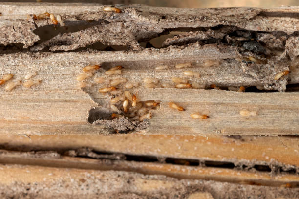 Best Ant Control Services  in Osgood, IN